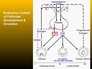 Endocrine Control
of Follicular
Development &
Ovulation
GnRH
(12 hrs. after LH peak)
-
Inhibin
 