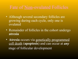 Fate of Non-ovulated Follicles
• Although several secondary follicles are
growing during each cycle, only one is
ovulated
• Remainder of follicles in the cohort undergo
atresia
• Atresia occurs via genetically programmed
cell death (apoptosis) and can occur at any
stage of follicular development
 