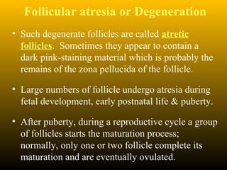 Follicular atresia or Degeneration
• Such degenerate follicles are called atretic
follicles. Sometimes they appear to contain a
dark pink-staining material which is probably the
remains of the zona pellucida of the follicle.
• Large numbers of follicle undergo atresia during
fetal development, early postnatal life & puberty.
• After puberty, during a reproductive cycle a group
of follicles starts the maturation process;
normally, only one or two follicle complete its
maturation and are eventually ovulated.
 