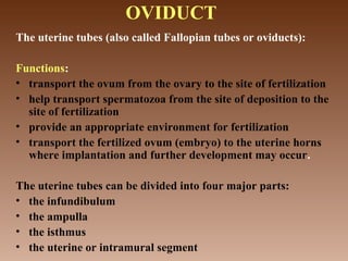 OVIDUCT
The uterine tubes (also called Fallopian tubes or oviducts):
Functions:
• transport the ovum from the ovary to the site of fertilization
• help transport spermatozoa from the site of deposition to the
site of fertilization
• provide an appropriate environment for fertilization
• transport the fertilized ovum (embryo) to the uterine horns
where implantation and further development may occur.
The uterine tubes can be divided into four major parts:
• the infundibulum
• the ampulla
• the isthmus
• the uterine or intramural segment
 