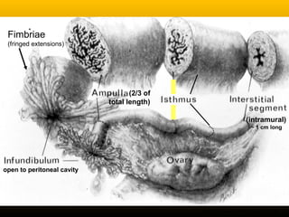 (intramural)
~ 1 cm long
(2/3 of
total length)
Bloom and Fawcett, 12th
ed. Chapman and Hall
open to peritoneal cavity
Fimbriae
(fringed extensions)
 