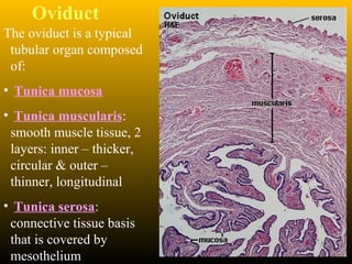 Oviduct
The oviduct is a typical
tubular organ composed
of:
• Tunica mucosa
• Tunica muscularis:
smooth muscle tissue, 2
layers: inner – thicker,
circular & outer –
thinner, longitudinal
• Tunica serosa:
connective tissue basis
that is covered by
mesothelium
 
