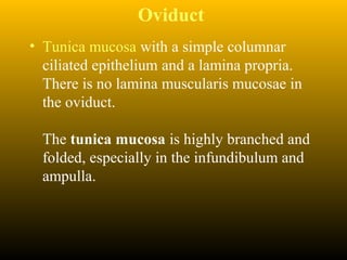 Oviduct
• Tunica mucosa with a simple columnar
ciliated epithelium and a lamina propria.
There is no lamina muscularis mucosae in
the oviduct.
The tunica mucosa is highly branched and
folded, especially in the infundibulum and
ampulla.
 