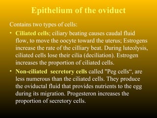Epithelium of the oviduct
Contains two types of cells:
• Ciliated cells; ciliary beating causes caudal fluid
flow, to move the oocyte toward the uterus; Estrogens
increase the rate of the cilliary beat. During luteolysis,
ciliated cells lose their cilia (deciliation). Estrogen
increases the proportion of ciliated cells.
• Non-ciliated secretory cells called "Peg cells“, are
less numerous than the ciliated cells. They produce
the oviductal fluid that provides nutrients to the egg
during its migration. Progesteron increases the
proportion of secretory cells.
 
