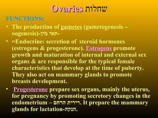 OvariesOvaries ‫שחלות‬
FUNCTIONS:
• The production of gametes (gametogenesis –
oogenesis)-‫מין‬ ‫-תאי‬
• =Endocrine: secretion of steroid hormones
(estrogens & progesterone). Estrogens promote
growth and maturation of internal and external sex
organs & are responsible for the typical female
characteristics that develop at the time of puberty.
They also act on mammary glands to promote
breasts development.
• Progesterone prepare sex organs, mainly the uterus,
for pregnancy by promoting secretory changes in the
endometrium – ‫הרחם‬ ‫.רירית‬ It prepare the mammary
glands for lactation-‫.הנקה‬
 