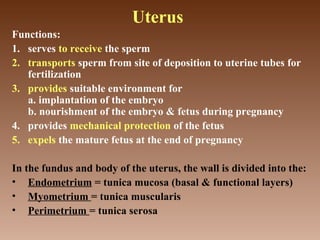 Uterus
Functions:
1. serves to receive the sperm
2. transports sperm from site of deposition to uterine tubes for
fertilization
3. provides suitable environment for
a. implantation of the embryo
b. nourishment of the embryo & fetus during pregnancy
4. provides mechanical protection of the fetus
5. expels the mature fetus at the end of pregnancy
In the fundus and body of the uterus, the wall is divided into the:
• Endometrium = tunica mucosa (basal & functional layers)
• Myometrium = tunica muscularis
• Perimetrium = tunica serosa
 