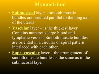 Myometrium
• Submucosal layer – smooth muscle
bundles are oriented parallel to the long axis
of the uterus
• Vascular layer – is the thickest layer.
Contains numerous large blood and
lymphatic vessels. Smooth muscle bundles
are oriented in a circular or spiral pattern
interlaced with each other.
• Supravascular layer – the arrangement of
smooth muscle bundles is the same as in the
submucosal layer
 