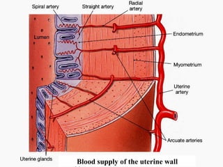 Blood supply of the uterine wall
 