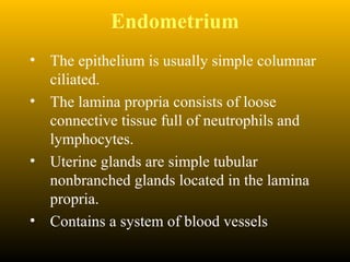 Endometrium
• The epithelium is usually simple columnar
ciliated.
• The lamina propria consists of loose
connective tissue full of neutrophils and
lymphocytes.
• Uterine glands are simple tubular
nonbranched glands located in the lamina
propria.
• Contains a system of blood vessels
 