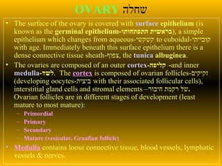 OVARY ‫שחלה‬
• The surface of the ovary is covered with surface epithelium (is
known as the germinal epithelium-‫התפתחותו‬ ‫,)בראשית‬ a simple
epithelium which changes from aqueous-‫קשקשי‬ to cuboidal-‫קובייתי‬
with age. Immediately beneath this surface epithelium there is a
dense connective tissue sheath-‫,צפוף‬ the tunica albuginea.
• The ovaries are composed of an outer cortex-‫קליפה‬ -and inner
medulla-‫.לשד‬ The cortex is composed of ovarian follicles-‫זקיקים‬
(developing oocytes-‫ביצית‬ with their associated follicular cells),
interstitial gland cells and stromal elements –‫חיבור‬ ‫רקמת‬ ‫.של‬
Ovarian follicles are in different stages of development (least
mature to most mature):
– Primordial
– Primary
– Secondary
– Mature (vesicular, Graafian follicle)
• Medulla contains loose connective tissue, blood vessels, lymphatic
vessels & nerves.
 