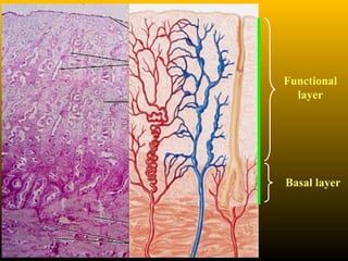 Functional
layer
Basal layer
 