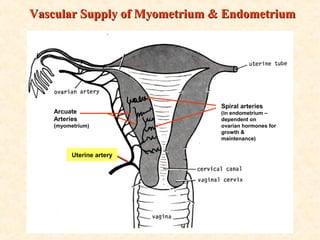 Arcuate
Arteries
(myometrium)
Uterine artery
Spiral arteries
(in endometrium –
dependent on
ovarian hormones for
growth &
maintenance)
Vascular Supply of Myometrium & EndometriumVascular Supply of Myometrium & Endometrium
 