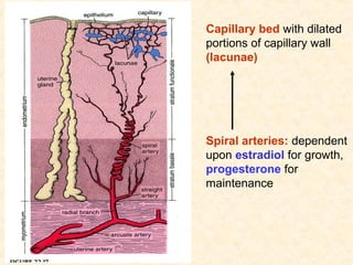 Spiral arteries: dependent
upon estradiol for growth,
progesterone for
maintenance
Capillary bed with dilated
portions of capillary wall
(lacunae)
 