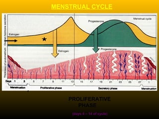 PROLIFERATIVE
PHASE
(days 4 – 14 of cycle)
MENSTRUAL CYCLE
4
 