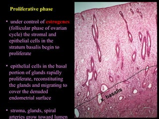 Proliferative phase
• under control of estrogenes
(follicular phase of ovarian
cycle) the stromal and
epithelial cells in the
stratum basalis begin to
proliferate
• epithelial cells in the basal
portion of glands rapidly
proliferate, reconstituting
the glands and migrating to
cover the denuded
endometrial surface
• stroma, glands, spiral
arteries grow toward lumen
s. basalis
 