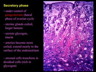 Secretory phase
- under control of
progesterone (luteal
phase of ovarian cycle
- uterine glands coiled,
larger lumens
- secrete glycogen,
mucin
- arteries become more
coiled, extend nearly to the
surface of the endometrium
- stromal cells transform in
desidual cells (rich in
glycogen)
 