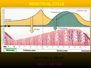 MENSTRUAL PHASE
(days 1 – 4 of cycle)
MENSTRUAL CYCLE
 