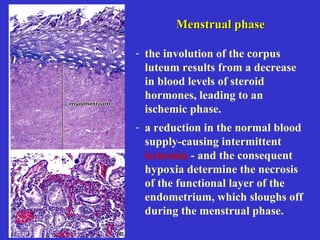 Menstrual phaseMenstrual phase
- the involution of the corpus
luteum results from a decrease
in blood levels of steroid
hormones, leading to an
ischemic phase.
- a reduction in the normal blood
supply-causing intermittent
ischemia - and the consequent
hypoxia determine the necrosis
of the functional layer of the
endometrium, which sloughs off
during the menstrual phase.
 