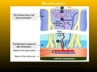 Menstruation
At end of luteal phase of ovarian cycle,
Progesterone  Spiral arteries to constrict
 