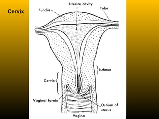Cervix
 