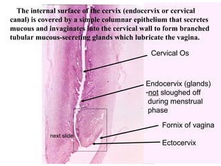 Endocervix (glands)
-not sloughed off
during menstrual
phase
Fornix of vagina
Ectocervix
Cervical Os
next slide
The internal surface of the cervix (endocervix or cervical
canal) is covered by a simple columnar epithelium that secretes
mucous and invaginates into the cervical wall to form branched
tubular mucous-secreting glands which lubricate the vagina.
 