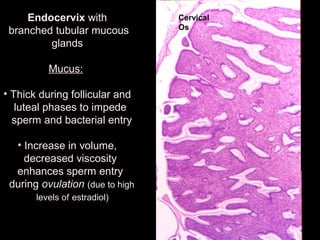 Endocervix with
branched tubular mucous
glands
Mucus:
• Thick during follicular and
luteal phases to impede
sperm and bacterial entry
• Increase in volume,
decreased viscosity
enhances sperm entry
during ovulation (due to high
levels of estradiol)
Cervical
Os
 