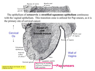 Cervical
Os
Wall of
Vagina
Pap smears
Dense CT
and
Smooth muscle
adapted from Bloom and Fawcett, 12th
ed.
Chapman and Hall
The epithelium of ectocervix is stratified squamous epithelium continuous
with the vaginal epithelium. This transition zone is utilized for Pap smears, as it is
the primary site of cervical cancer.
 