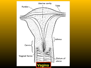 Vagina
 