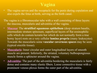 Vagina
• The vagina serves and the receptacle for the penis during copulation and
also expels the fetus at birth, serving as the birth canal.
The vagina is a fibromuscular tube with a wall consisting of three layers:
the mucosa, muscularis and adventitia of the vagina.
• Mucosa: The stratified squamous epithelium (deep stratum basalis,
intermediate stratum spinosum, superficial layers of flat eosinophilic
cells which do contain keratin but which do not normally form a true
horny layer) rests on a very cellular lamina propria (many leukocytes).
Towards the muscularis some vascular cavernous spaces may be seen
(typical erectile tissue).
• Muscularis: Inner circular and outer longitudinal layers of smooth
muscle are present. Inferiorly, the striated, voluntary bulbospongiosus
muscle forms a sphincter around the vagina.
• Adventitia: The part of the adventitia bordering the muscularis is fairly
dense and contains many elastic fibers. Loose connective tissue with a
prominent venous plexus forms the outer part of the adventitia.
 