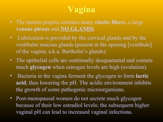Vagina
• The lamina propria contains many elastic fibers, a large
venous plexus and NO GLANDS.
• Lubrication is provided by the cervical glands and by the
vestibular mucous glands (present at the opening [vestibule]
of the vagina; a.k.a. Bartholin’s glands).
• The epithelial cells are continually desquamated and contain
much glycogen when estrogen levels are high (ovulation).
• Bacteria in the vagina ferment the glycogen to form lactic
acid, thus lowering the pH. The acidic environment inhibits
the growth of some pathogenic microorganisms.
• Post-menopausal women do not secrete much glycogen
because of their low estradiol levels; the subsequent higher
vaginal pH can lead to increased vaginal infections.
 