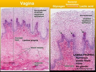 Glycogen Lactic acid
Vagina
LAMINA PROPRIA:
Numerous
elastic fibers
Veins
No glands!
Lubricated by cervical
mucus and vestibular glands
Bacterial
fermentation
Non-keratinized
Non-keratinized
Ross et al. 2003 LWW
Lamina propriaLamina propria
 