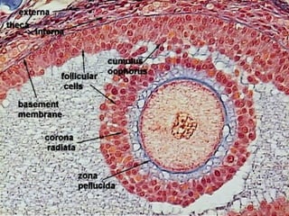 Fate of Non-ovulated Follicles
• Although several secondary follicles are
growing during each cycle, only one is
ovulated
...