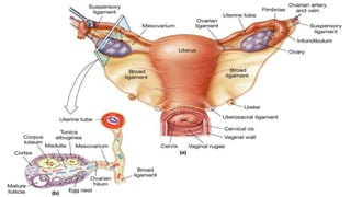 female_anatomy.pptx