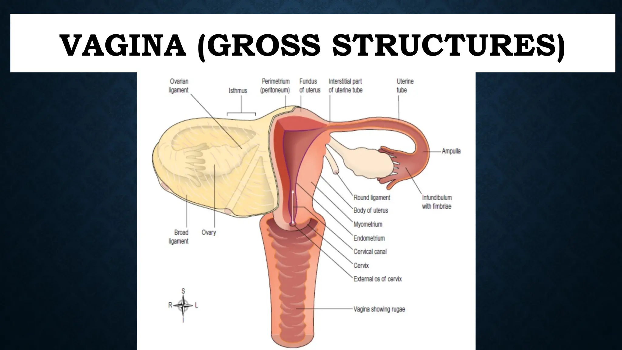 female-anatomy-and-physiology-nd1-1-pptx