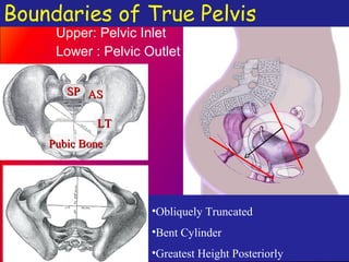 FEMALE PELVIC APPLIED ANATOMY BY DR SHASHWAT JANI | PPT