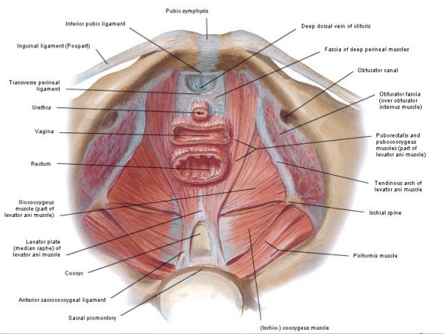 Female Pelvic Applied Anatomy By Dr Shashwat Jani