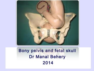 Bony pelvis and fetal skull
Dr Manal Behery
2014
 