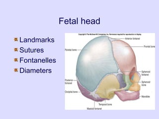Female bony pelvis and fetal skull for undergraduate