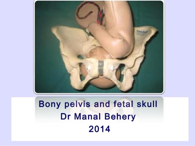 female-bony-pelvis-and-fetal-skull-for-u