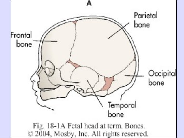 fetal skull Anatomy of the foetal skullwwwfreelivedoctorcom. fetal skull Anatomy of the foetal skullwwwfreelivedoctorcom.