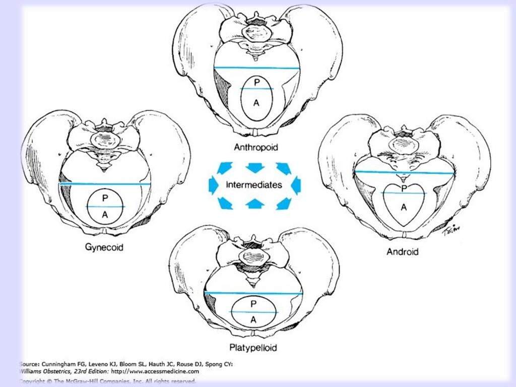 Female bony pelvis and fetal skull for undergraduate