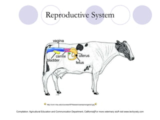 Female bovine reproduction system | PPT