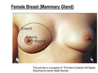 Female Breast (Mammary Gland)
This ppt file is a property of “The Nomi Explorer”All Rights
Reserved to owner Malik Noman
 