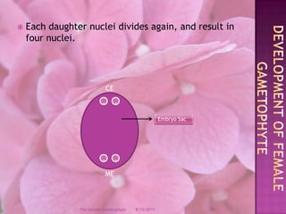 Each daughter nuclei divides again, and result in four nuclei.Development of female GametophyteCEME..Embryo Sac ..12/9/200810The Female Gametophyte