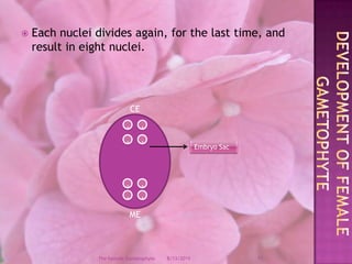 Each nuclei divides again, for the last time, and result in eight nuclei.Development of female GametophyteCEME....Embryo Sac ....12/9/200811The Female Gametophyte