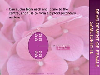 One nuclei from each end, come to the centre, and fuse to form a diploid secondary nucleus.Development of female GametophyteCEME....Secondary Nuclei (2n)....12/9/200812The Female Gametophyte