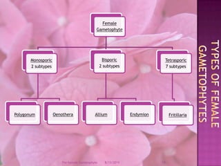 Types of Female Gametophytes12/9/200814The Female Gametophyte