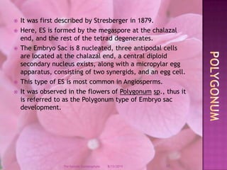It was first described by Stresberger in 1879.Here, ES is formed by the megaspore at the chalazal end, and the rest of the tetrad degenerates.The Embryo Sac is 8 nucleated, three antipodal cells are located at the chalazal end, a central diploid secondary nucleus exists, along with a micropylar egg apparatus, consisting of two synergids, and an egg cell.This type of ES is most common in Angiosperms.It was observed in the flowers of Polygonumsp., thus it is referred to as the Polygonum type of Embryo sac development.Polygonum12/9/200817The Female Gametophyte