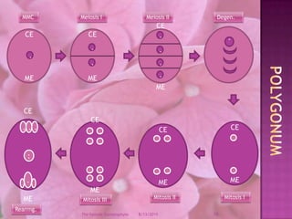 12/9/200818The Female GametophyteMMCMeiosis IMeiosis IIDegen.CEMECEMECEME........PolygonumCEMECEMECEMECEME..........:..........Mitosis IMitosis IIMitosis IIIRearrng.