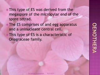 This type of ES was derived from the megaspore of the micropylar end of the spore tetrad.The ES comprises of and egg apparatus and a uninucleate central cell.This type of ES is a characteristic of Onagraceae family.Oenothera12/9/200819The Female Gametophyte